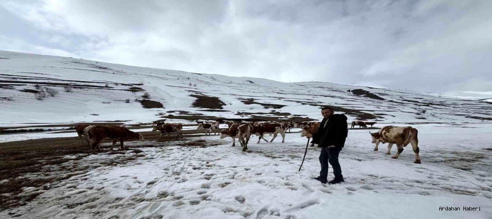 Ardahan’da Hayvancılık Alarm Veriyor: Bahar Gelmedi, Stoklar Tükendi