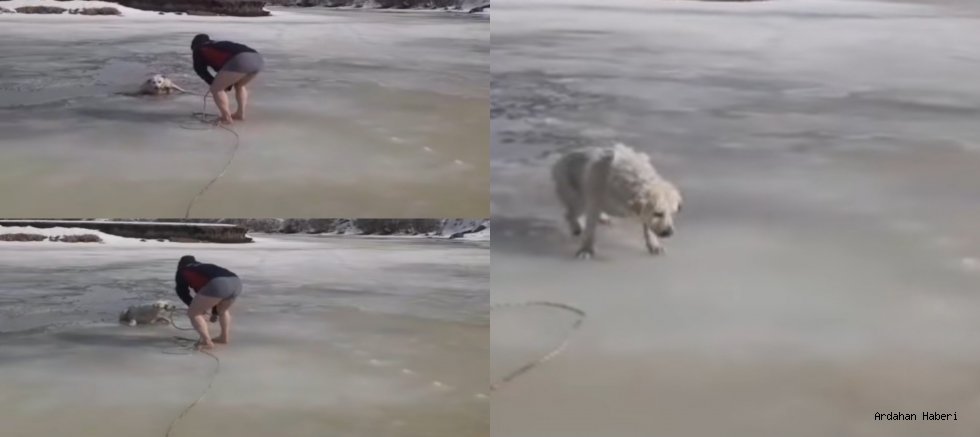 Ardahan’da İtfaiyeden Can Kurtaran Müdahale: Kura Nehri’ne Düşen Köpek Son Anda Kurtarıldı