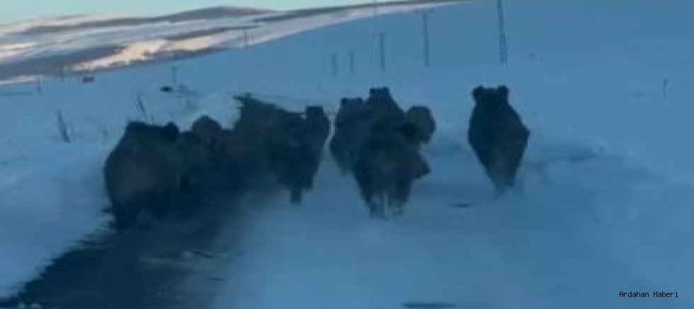 Ardahan’da Karlı Köy Yolunda Yaban Domuzları Görüntülendi