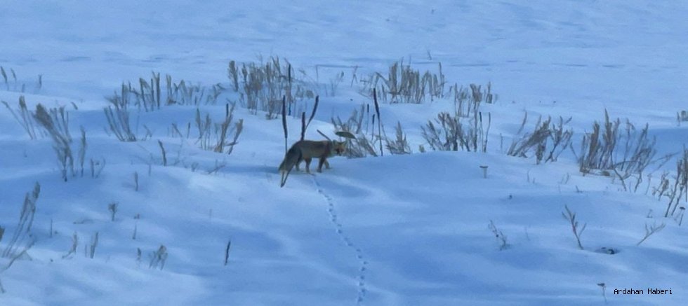 Ardahan’da Kızıl Tilkiler Kar Altında Yiyecek Aradı