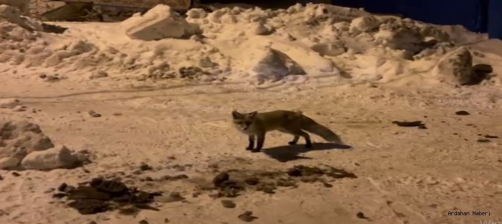 Ardahan da Köy Sofrasına Vahşi Ortak: Çataldere’de Alışılmışın Dışında Bir Dostluk