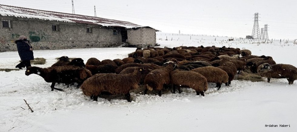Ardahan’da Koyun Sayısı 3 Yılda Yüzde 50’den Fazla Arttı