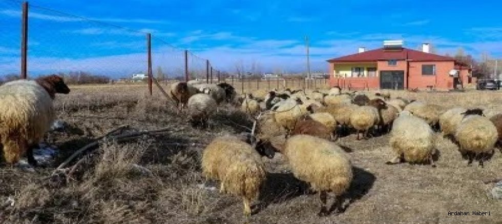 Ardahan’da Küçükbaş Hayvancılıkta Devrim: 6 Ayda 100 Bin Hedefine Ulaşıldı!