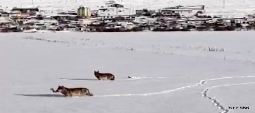 Ardahan da Kurtlar karlı arazide ağzında kemikle görüntülendi