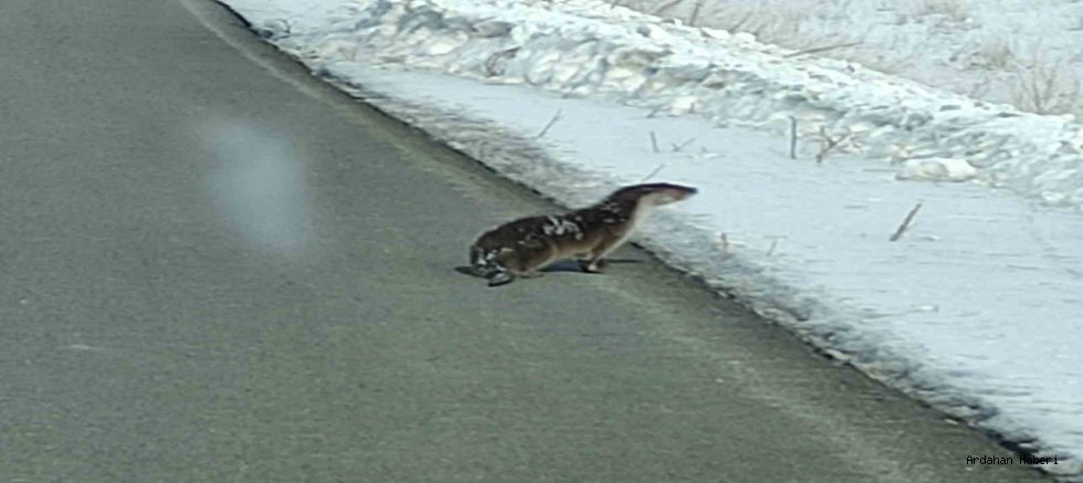 Ardahan’da nesli tehlike altındaki su samuru kara yolunda görüntülendi
