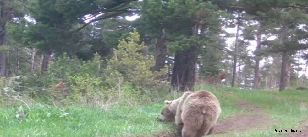 Ardahan’da ormanda ot yiyerek beslenen bozayı kameralara yansıdı