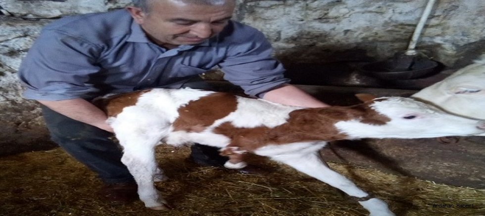 Ardahan'da Şaşırtan Doğum: Üç Ayaklı Buzağı Dünyaya Geldi