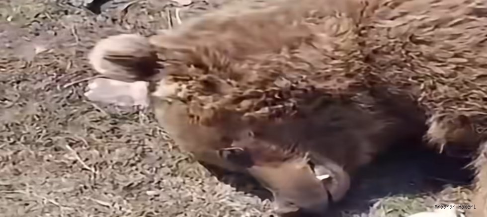 Ardahan’da Yaban Hayatı Dramı: Yavru Ayıya Çarpan Sürücü Kaçtı, Görenler Fotoğraf Yarışına Girdi