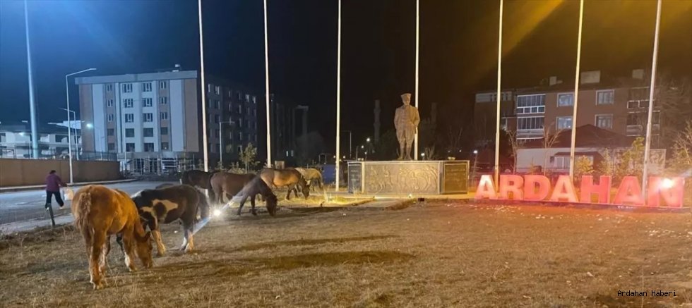Ardahan’da Yiyecek Arayan Yılkı Atları Kent Merkezine İndi