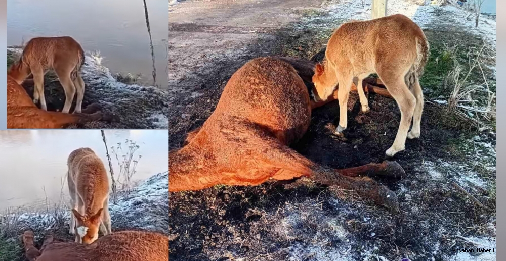 Ardahan’da Yürek Burkan Manzara: Ölen Annesini Bırakmadı!