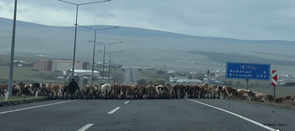 Ardahan-Gürcistan Uluslararası Karayolu’nda Tehlikeli Anlar! Hayvan Geçiş Tüneli İsteniyor