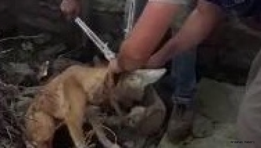 Ardahan Haberi: Göle de Kafası şişeye sıkışan köpeği Aras Elektrik ekipleri kurtardı
