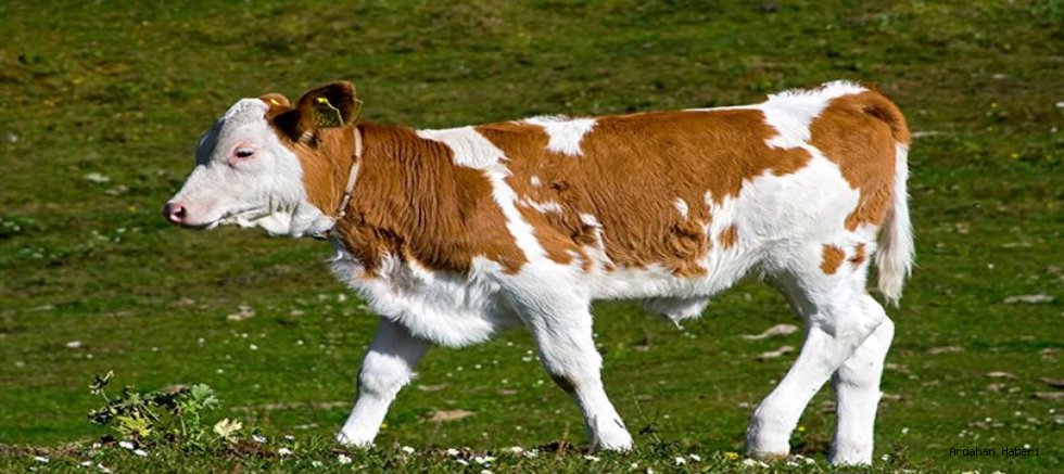 Ardahan Hayvancılıkta Rekora Koştu: 14 Bin Yeni Buzağı Kayıt Altına Alındı