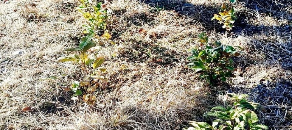 Ardahan Kent Konseyi Başkanı Yavuz Morkoç, Hanak’taki çay denemeleri hakkında bilgi verdi