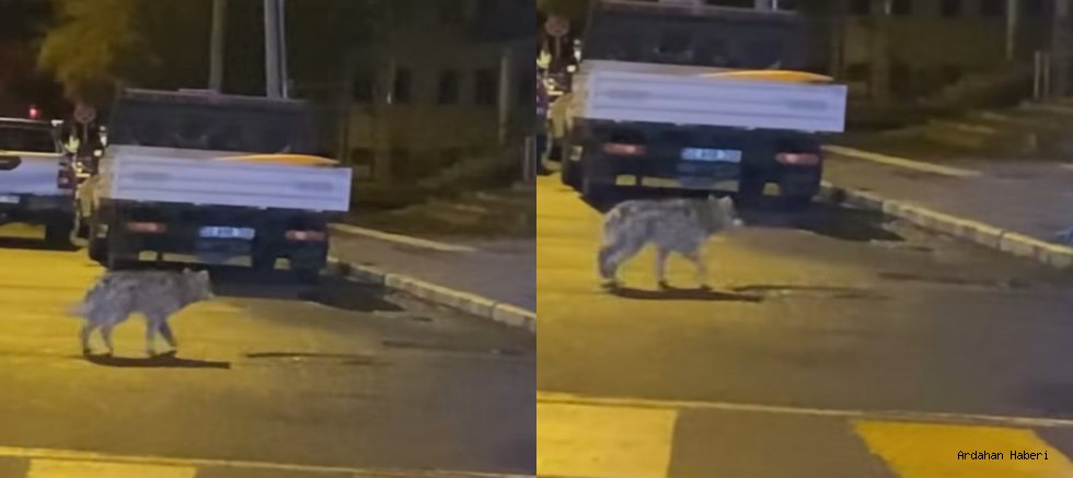 Ardahan Kongre Caddesi’nde Gizemli Misafir: Gece Yarısı 'Sessiz' Alarm!