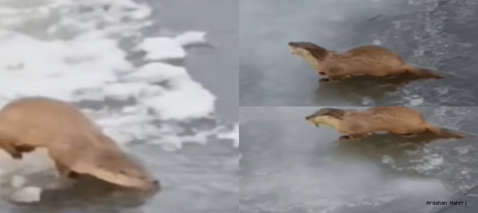 Ardahan Kura Nehri’nde Su Samuru Görüntülendi: Doğal Yaşamdan Sevindiren Kareler