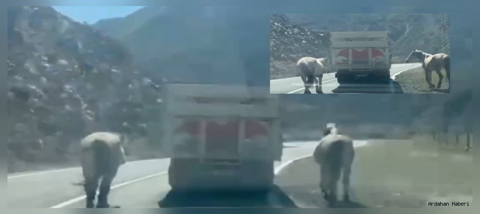 Artvin'de kamyon arkasına bağlanan atlar tepki çekti