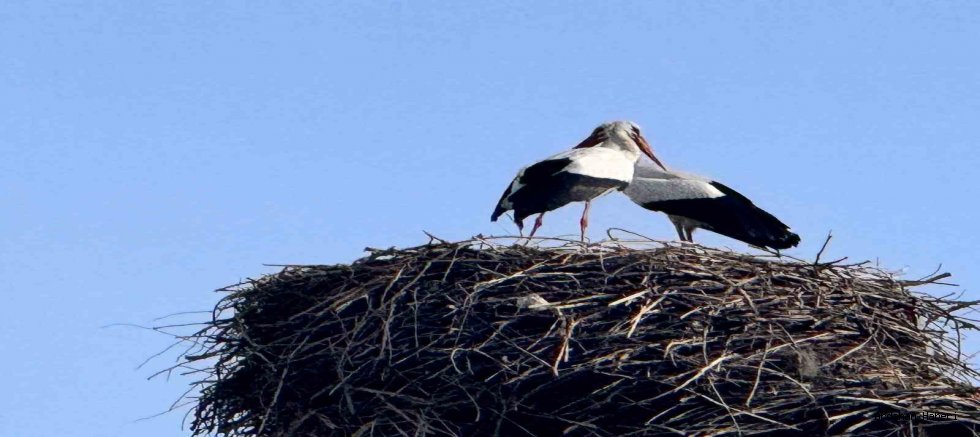 Baharın Sessiz Çığlığı: Ardahan Semalarında Takırtı Sesleri Yükseliyor