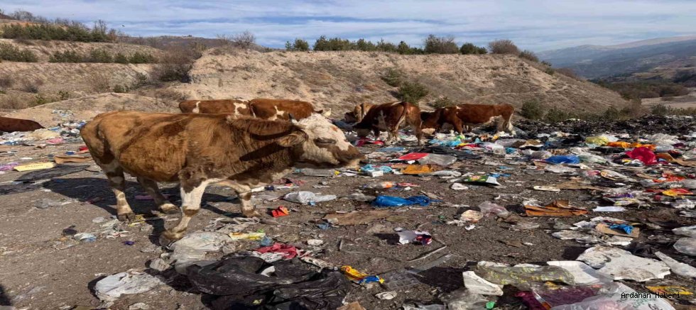 Başıboş İnekler Posof’ta Çöplüğü Beslenme Alanına Çevirdi: Sağlık Riski Artıyor