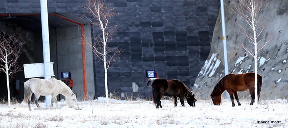 Çıldır Aşık Şenlik Tüneli’nde yılkı atları ulaşımı kısa süreli aksattı