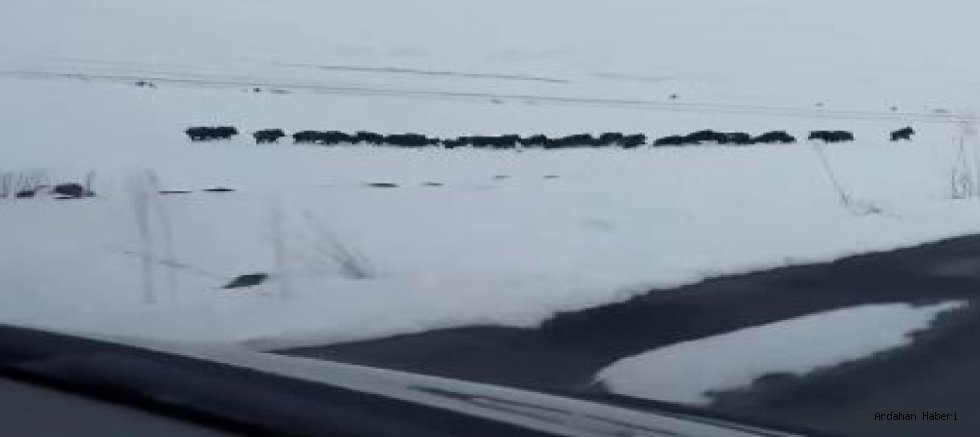Çıldır da Karla Kaplı Arazide Domuz Sürüsü Görüntülendi