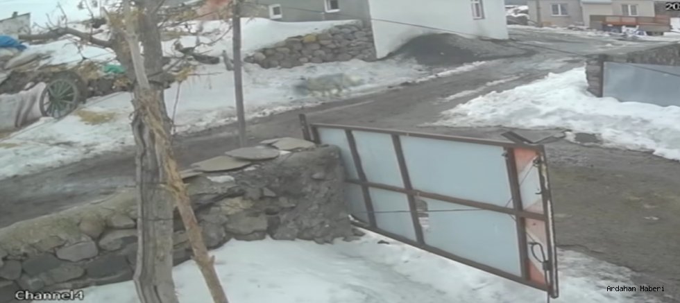 Çıldır Merkez Meryem köyünde kurt kaz kaptı: O anlar kamerada