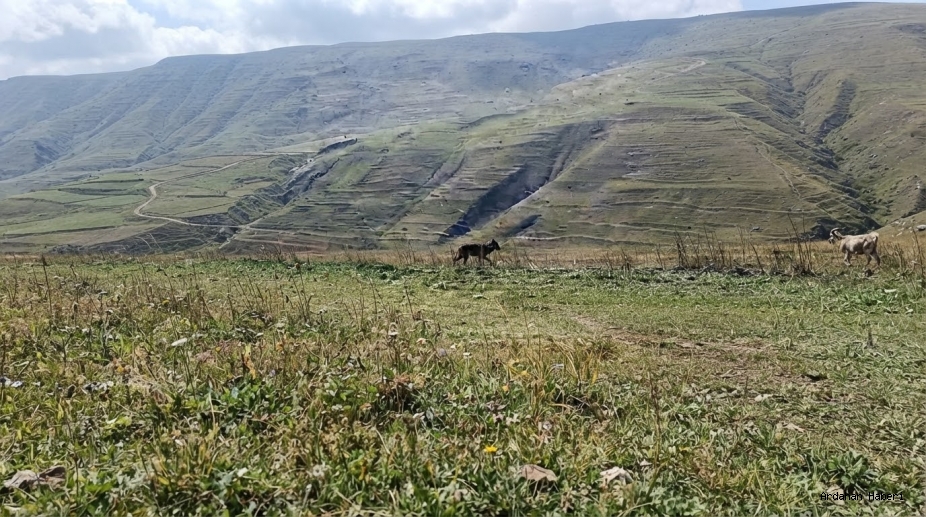 Damal da Korkutan Manzara: Kurtlar Ölü İneğin Başında Görüntülendi