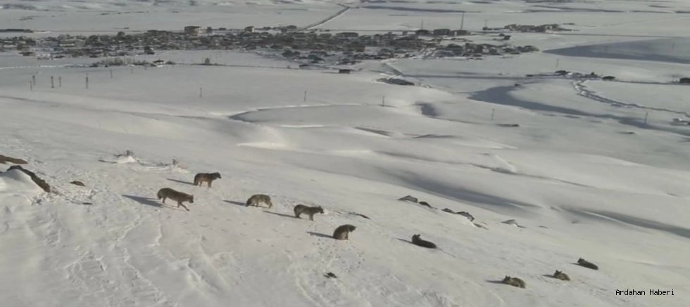 Erzurum’da Yerleşim Yerine Yakın Kurt Sürüsü Görüntülendi
