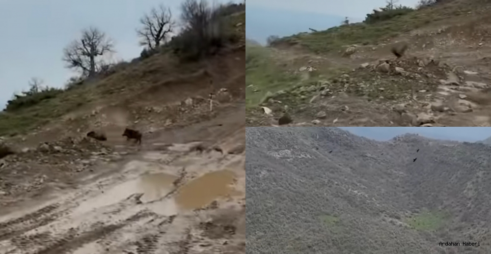 Göklerin pençesi yerde affetmedi: kartalın domuz yavrusuna ölümcül dalışı