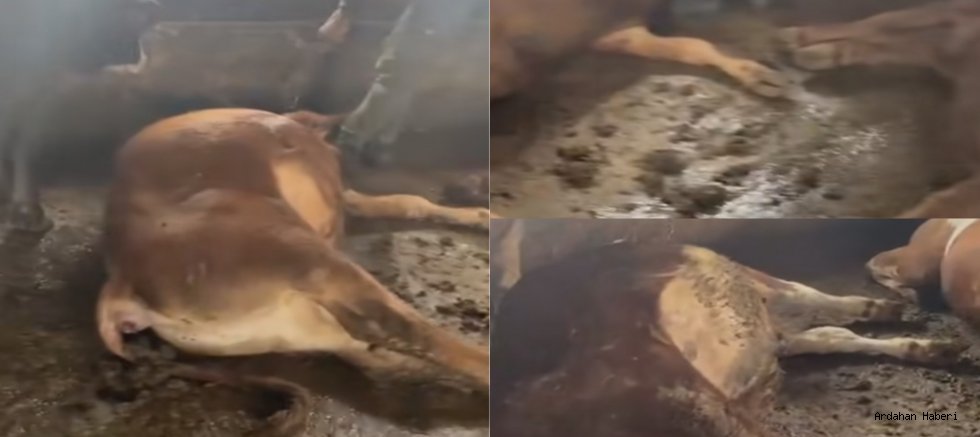 Göle'de Elektrik Faciası: Okçu Köyü'nde 7 Büyükbaş Hayvan Telef Oldu
