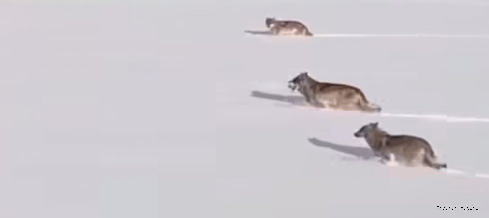 Göle’de Kurtlar Drone ile Görüntülendi