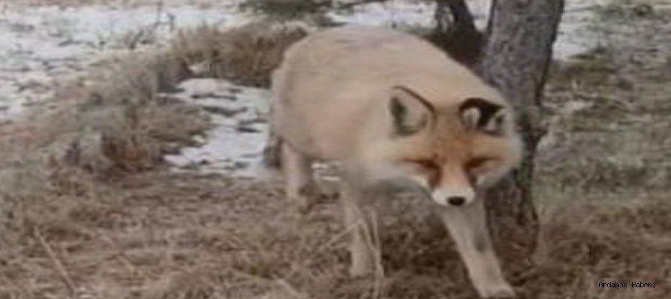 Göle’de okul bahçesine tilki ziyareti