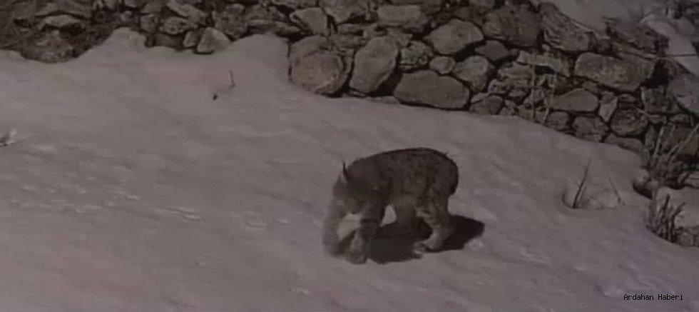 Hanak'ta Sessiz Misafir: Aç Kalan Vaşak Serinkuyu Köyü'nde Görüntülendi