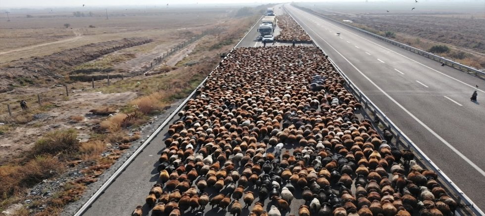 Iğdır’dan Kars ve Ardahan Yaylalarına Gelen Koçerlerin 70 Günlük Göçü Sona Erdi