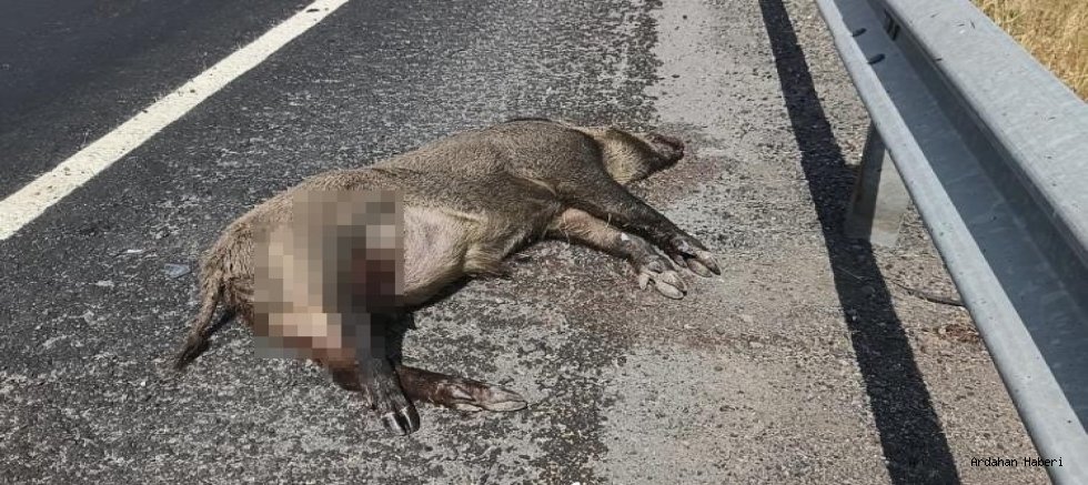 Kars’ta Yaban Domuzu Kazaya Neden Oldu: Sürücü Yaralandı, Araç Parçalandı