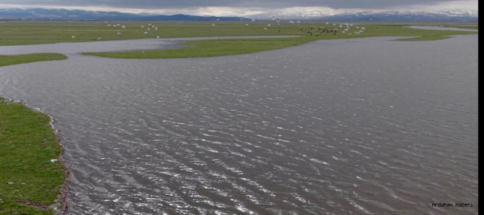 Kura Nehri Coştu: Ardahan Ovası Sahile Dönüştü