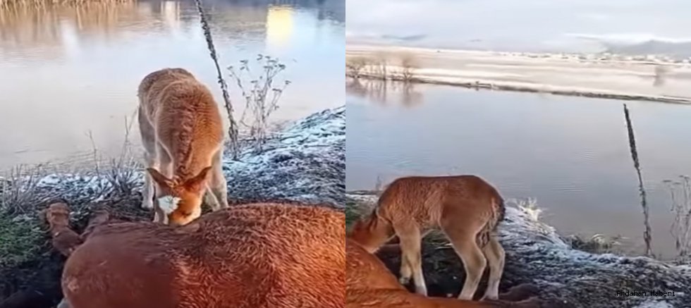 Kura Nehri Kıyısında Yürek Burkan Manzara: Ölen Annesinin Başından Bir An Olsun Ayrılmadı