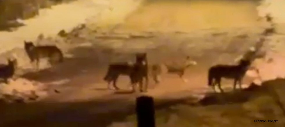 Kurt Sürüsü Gece Saatlerinde Posof İlçe Merkezine İndi