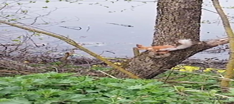 Posof ta  ağacın dallarında dolaşan sincap cep telefonu kamerası ile görüntülendi.