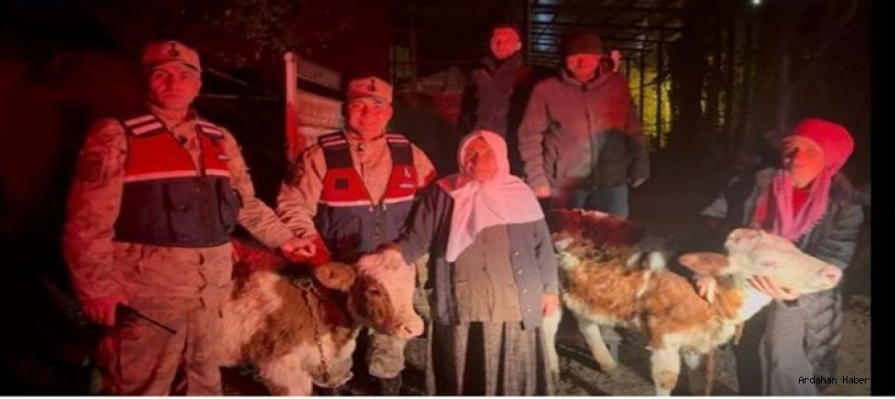 Posof’ta Çalınan Büyükbaş Hayvanlar Jandarmanın Titiz Çalışmasıyla Bulundu