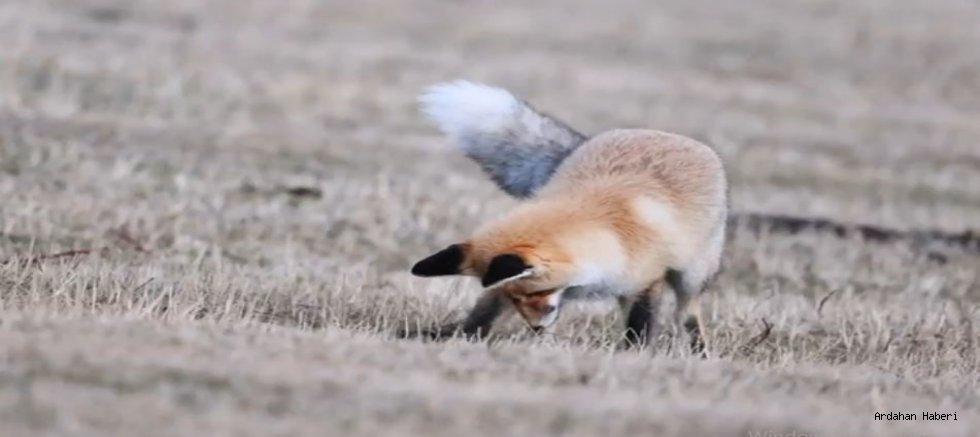 Posof’ta Kızıl Tilkinin Hayatta Kalma Mücadelesi Kamerada!