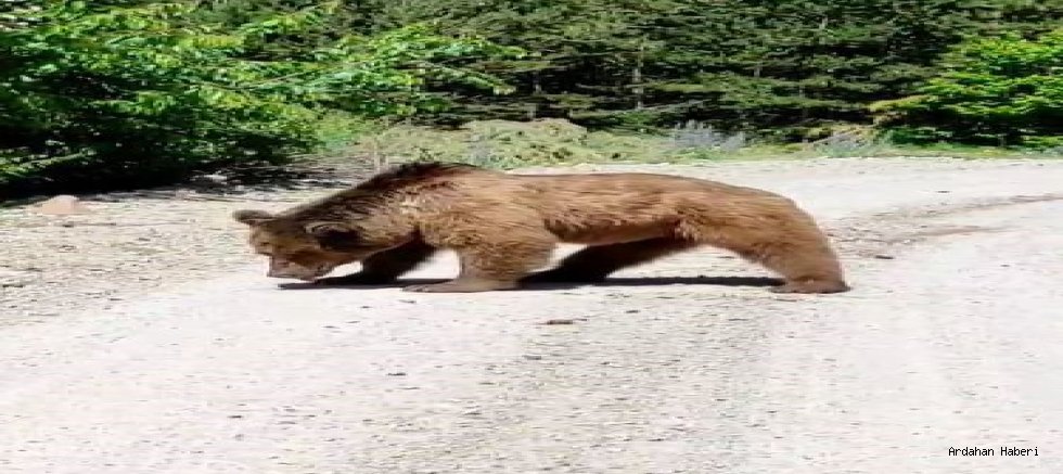 Posof ta köy yoluna inen boz ayı görüntülendi