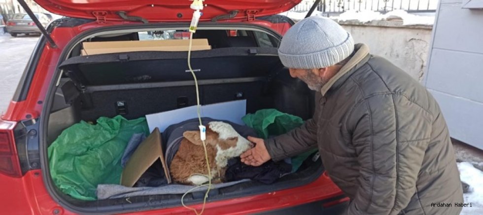 Posof ta Otomobilin Bagajında Serum Takılan Buzağı Ayağa Kalktı