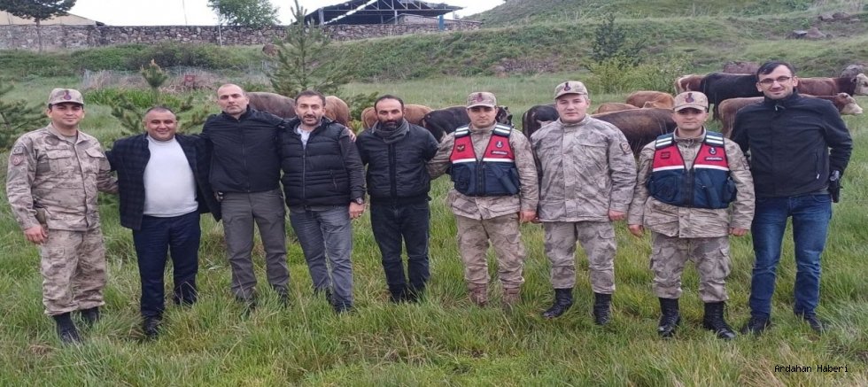 Susuz’!da çalınan 12 büyükbaş hayvan, Ardahan’da bulundu