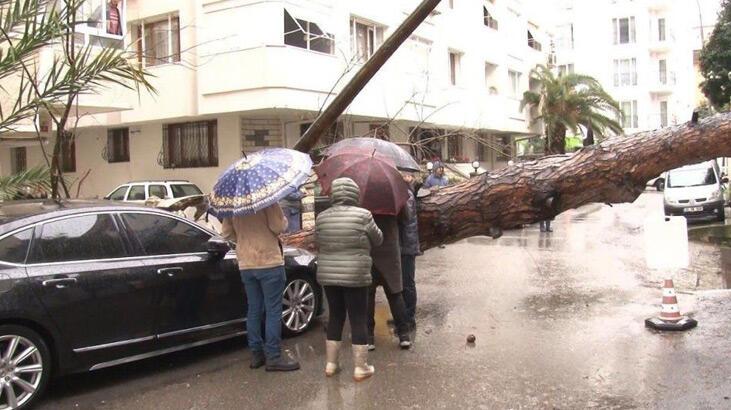 Maltepe’de rüzgarın etkisiyle dev ağaç otomobilin üzerine devrildi