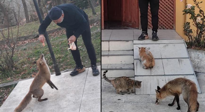 ‘Misafir’i gören şaşkına dönüyor! 1 aydır kedilerle birlikte yemek yiyor