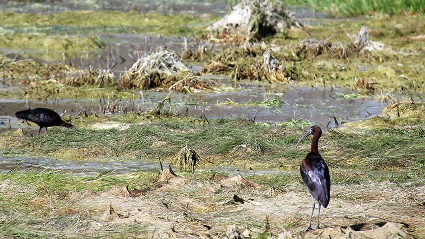 Nesli tehlike altında! Sivas’ta böyle görüntülendiler