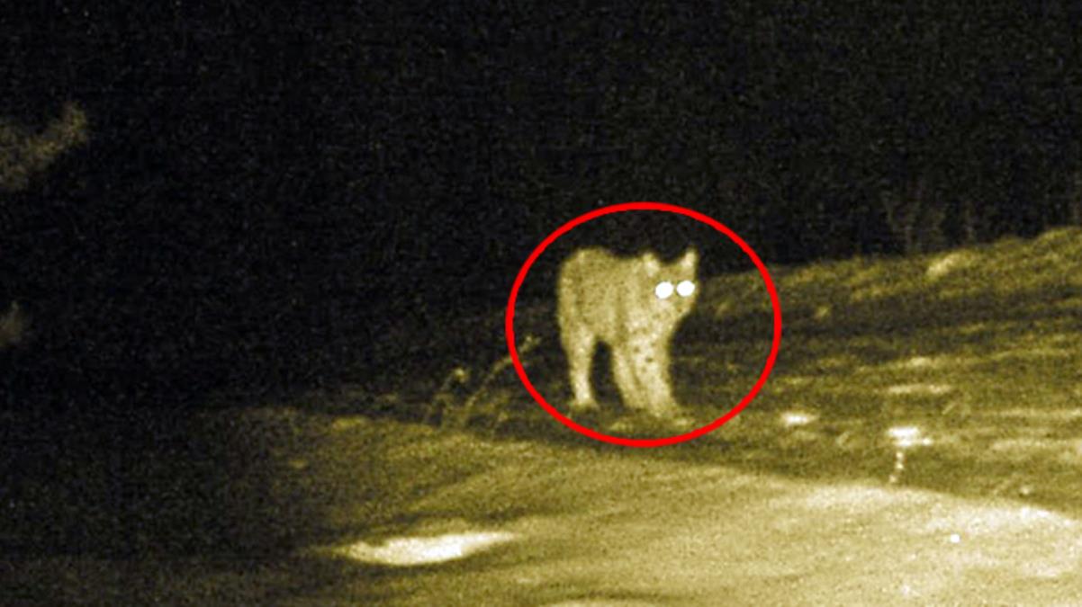 'Ormanın Hayaleti' Vaşak Ardahan'da ortaya çıktı