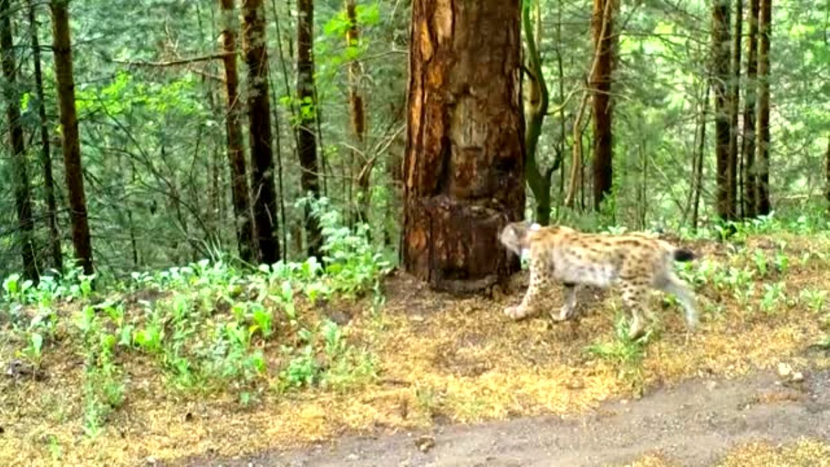 Ormanlara dikilecek 100 bin meyve fidanı hem insanları hem bozayıları rahatlatacak 