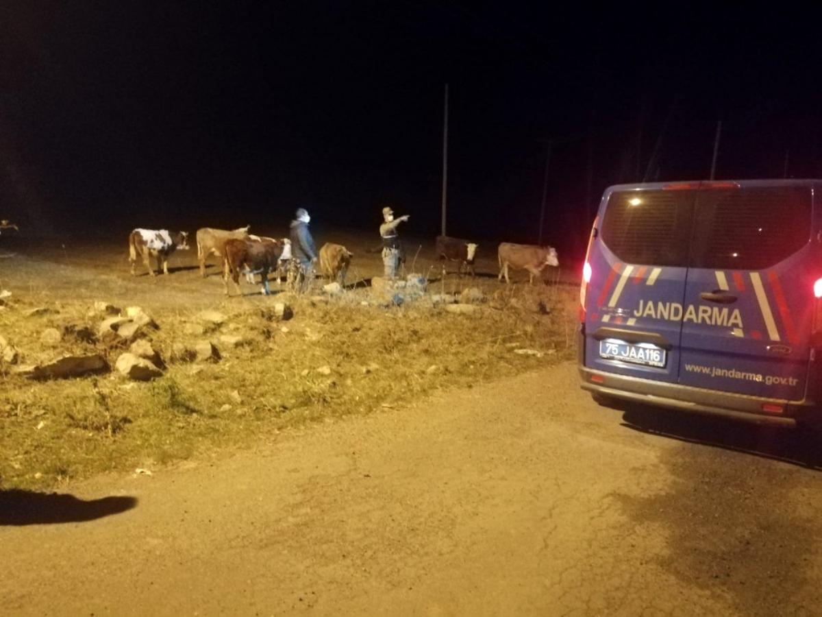 Posof ta kaybolan 7 büyükbaş hayvanı jandarma buldu